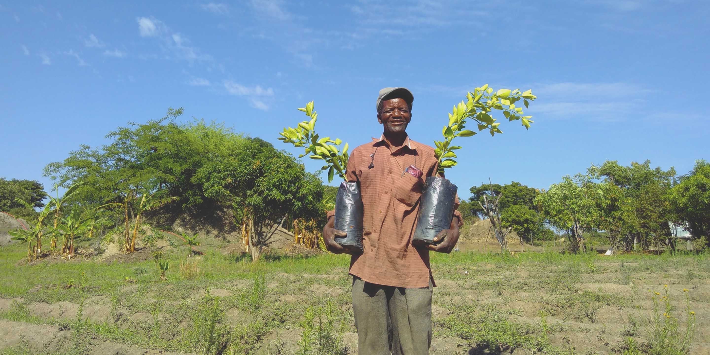 We plant trees in Zambia, Africa