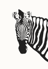 ZEBRA POSTER NO. 01