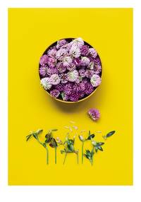 PURPLE YELLOW COMPLEMENTARY