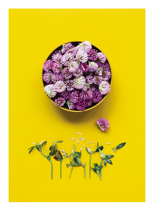 PURPLE YELLOW COMPLEMENTARY