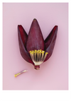 BANANA FLOWER POSTER