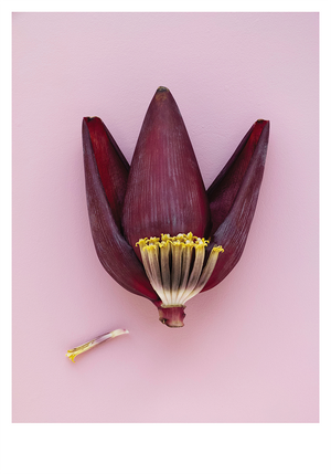 BANANA FLOWER POSTER