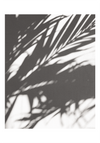 PALM SHADOW NO.02