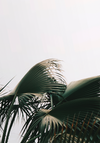 PALM LEAVES ON PALE BACKGROUND